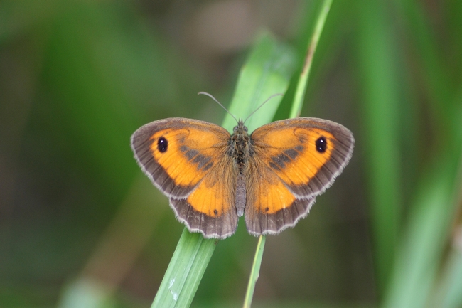 Nymphalidae Satyrinae da id.